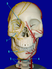 Head - Arteries - Nerves
