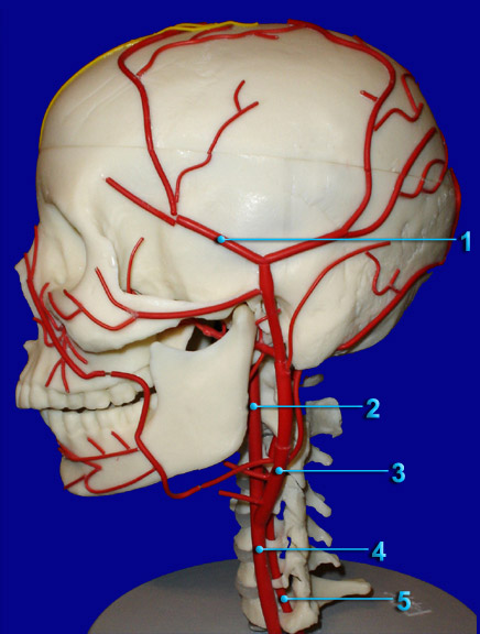 Life Sciences Biology Cerebral Vasulature Head Arteries Lateral View
