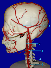 Head - Arteries Latereal View