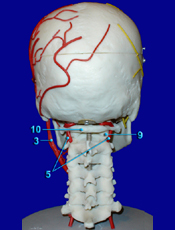 Head - Arteries Posterior View