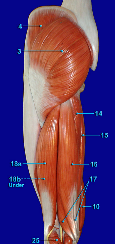 Life Sciences Biology THIGH POSTERIOR