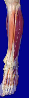 Leg Musculature