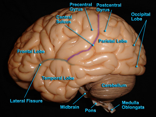 BRAIN - LATERAL VIEW