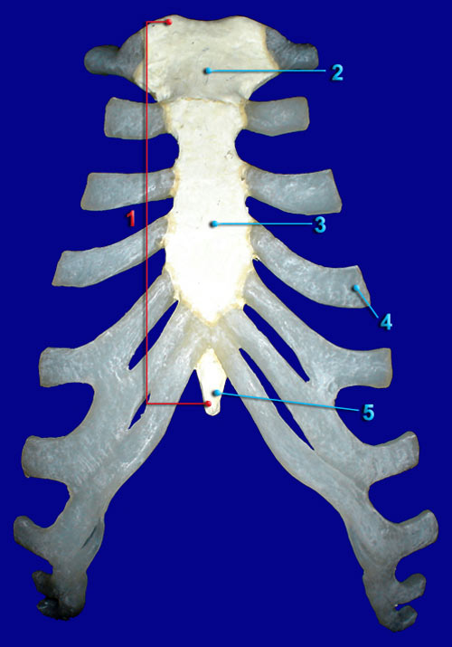 life-sciences-biology-sternum