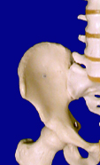 Coxal Bone