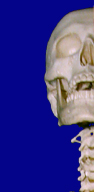 Skull and Vertebrae