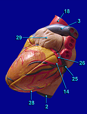 Heart Image 1