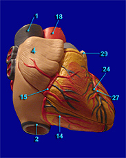 Heart Image 2