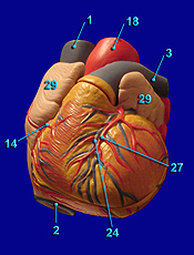 Heart Image 4