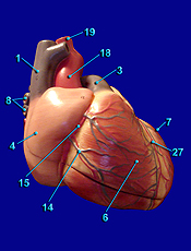 Heart Image 8