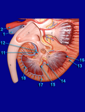 kidney detail view
