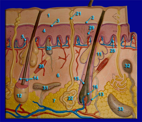 Integumentary Model