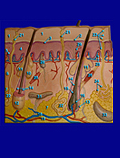 Integumentary Model