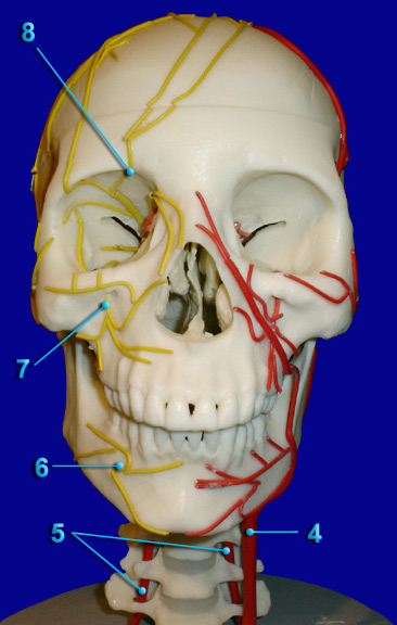 CEREBRAL VASULATURE HEAD - ARTERIES - NERVES ANTERIOR VIEW