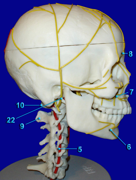 HEAD - ARTERIES - NERVES LATERAL VIEW