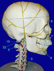 Head - Arteries - Nerves