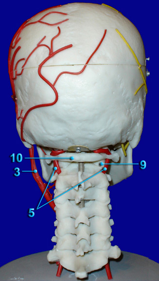 CEREBRAL VASULATURE HEAD - ARTERIES - POSTERIOR VIEW