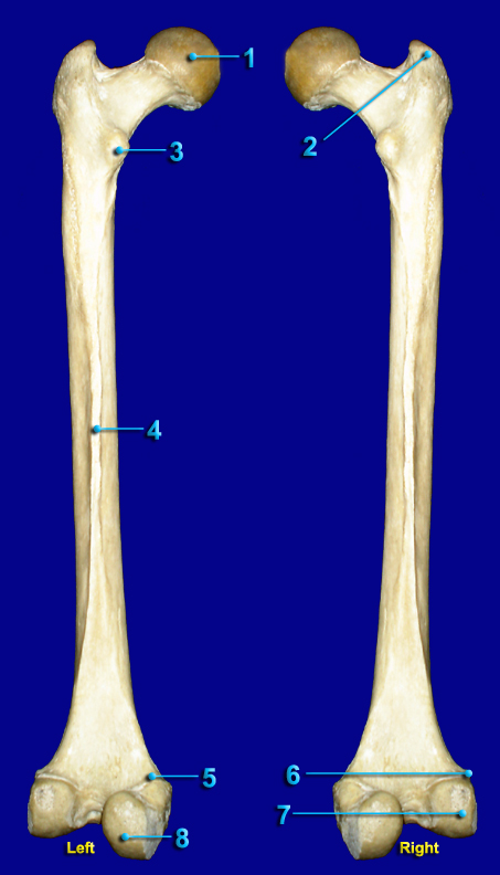 FEMUR 