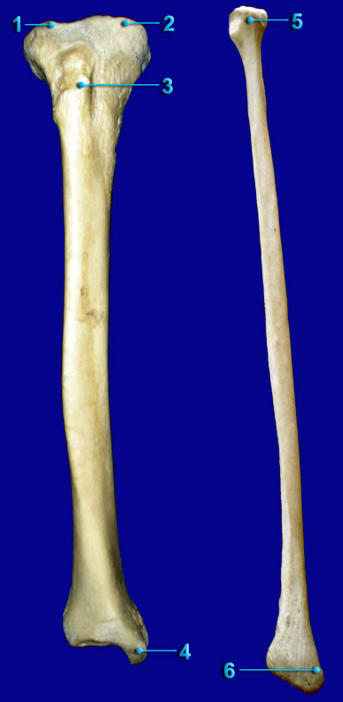 TIBIA and FIBULA