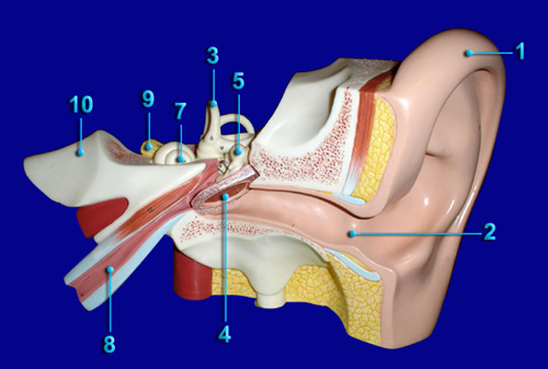 Ear Internal Structures