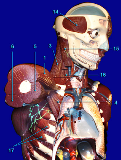 ANTERIOR - LATERAL