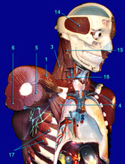 Anterior - Lateral