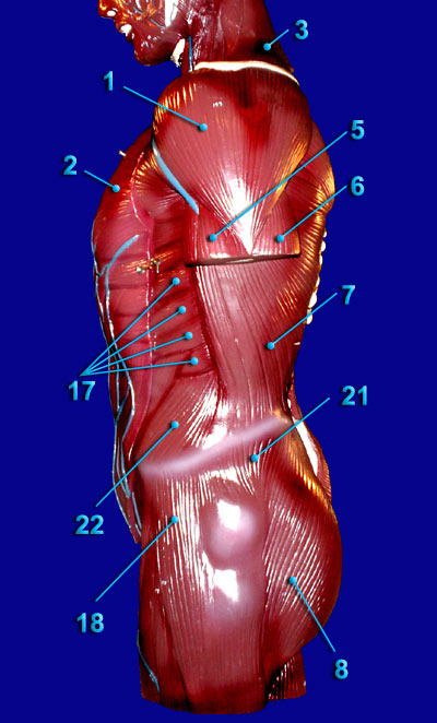 LATERAL