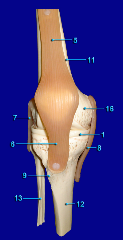 knee joint anterior view