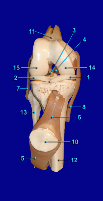 Integumentary Model