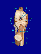 anterior knee open view