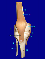 anterior knee