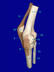 knee Medial view