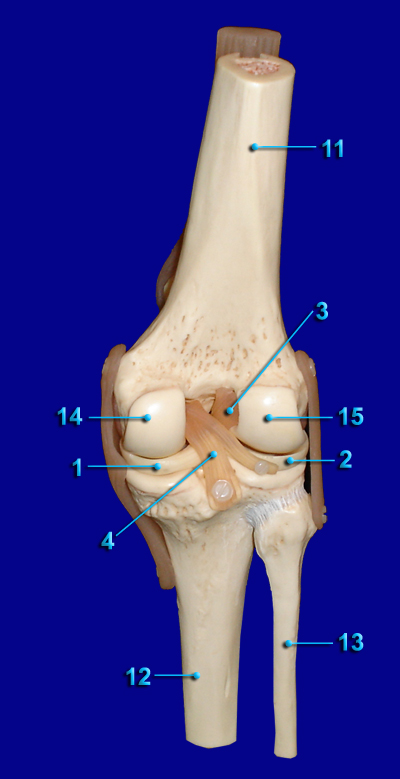 Knee Posterior View