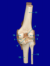 knee posterior view