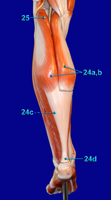 LEG POSTERIOR