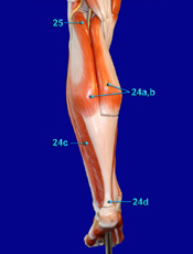 Leg Posterior