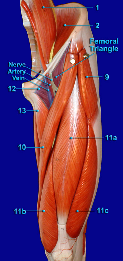 THIGH ANTERIOR