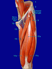 Thigh Anterior