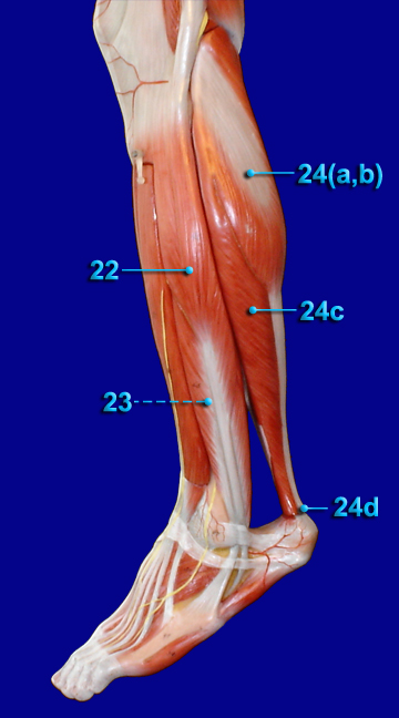 Leg Lateral