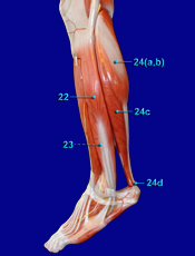 Lateral Leg Muscles