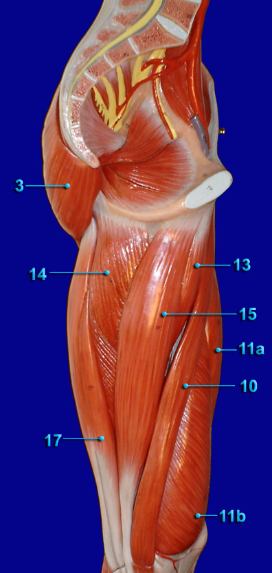 THIGH POSTERIOR