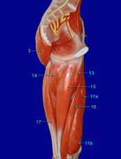 Thigh Medial View