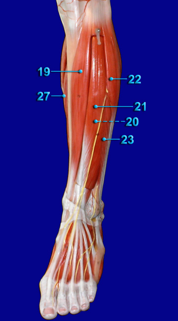 LEG ANTERIOR