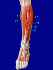 Leg Anterior