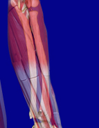 Forearm Musculature