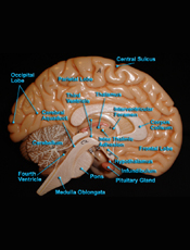 Brain - Mid Saggital View