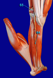 Posterior Tibial and Common Peroneal Nerve