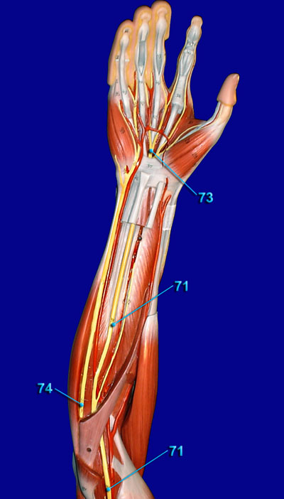 Nerves of Forearm and Hand