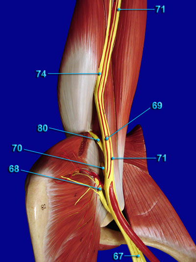 Alternative View of Major Nerves of Upper Extremity