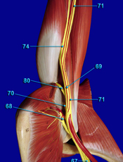 Major Nerves of the Upper Extremity